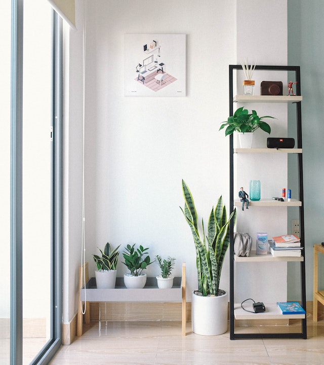 plant shelf indoor